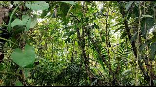 Eerste Bezoek Rangers In Reservaat Adopteer Regenwoud