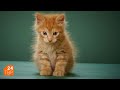 Курильский бобтейл – кошка и собака «в одной морде» | Элита | ТВР24 | Сергиев Посад