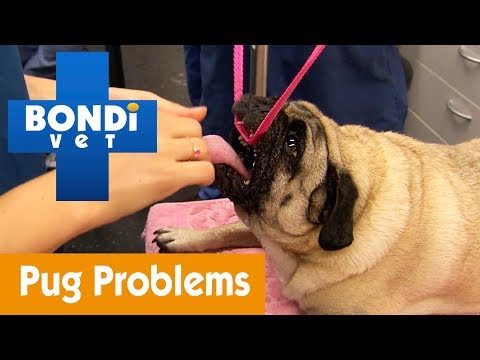 Video: Od veterinára: Top 5 zdravotných problémov pre mopslíkov