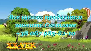 Щенки йоркширского продаются - питомник XX-Vek