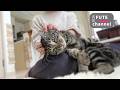 ガブッとやっちゃう保護猫【保護猫】