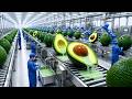 Inside a Giant Avocado Shampoo Factory: From Fresh Avocados to Premium Shampoo (Full Process)