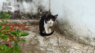 Feral cat is on the street by Animals Technique 1,229 views 3 years ago 1 minute, 48 seconds