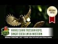 Variasi Suara Burung Trucukan Ropel Sangat Cocok Untuk Masteran Burung Gacor Omkicau(.mp3 .mp4) Mp3 - Mp4 Download