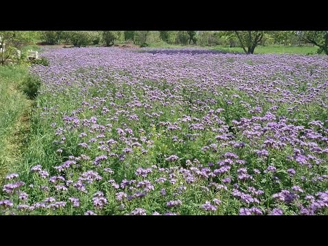 Video: Phacelia, Yazlık Evler Ve Bahçe Arazileri Için Mükemmel Bir Bal Bitkisi Ve Yeşil Gübredir