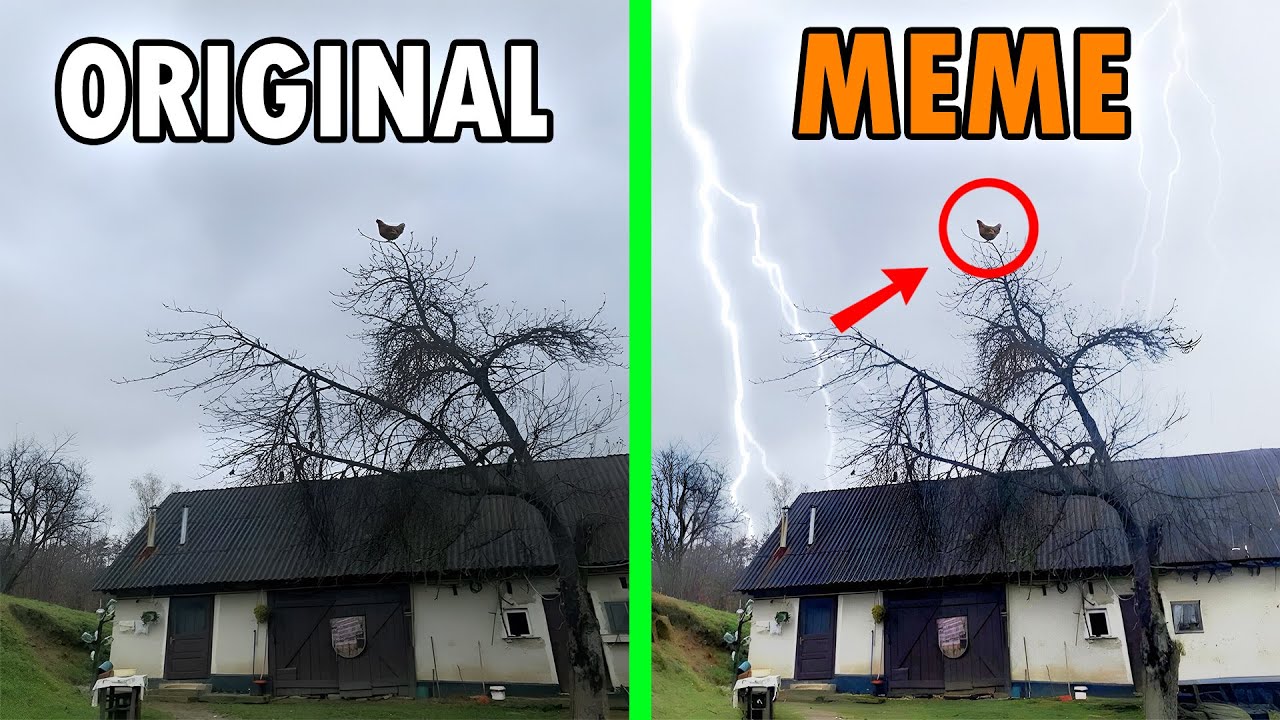 Screaming Chicken On Tree Original VS Meme / Screaming Chicken On a ...