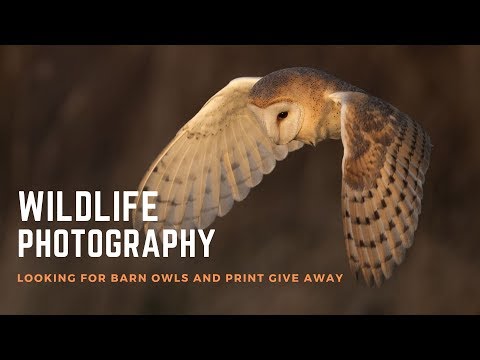 wildlife-photography-|-scouting-for-barn-owls-plus-a-print-giveaway