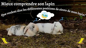 Est-ce qu'un lapin dort la nuit