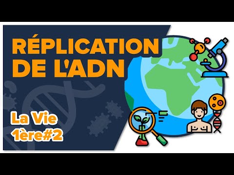 Vidéo: Comment s'appelle la moitié d'un brin d'ADN ?