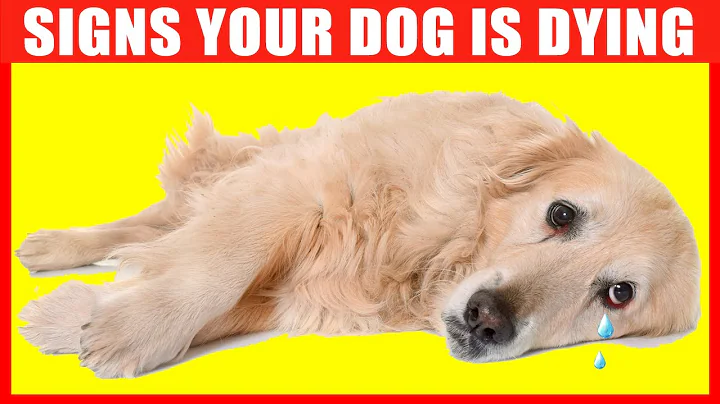 10 Critical Signs that Indicates Your Dog is Dying - DayDayNews