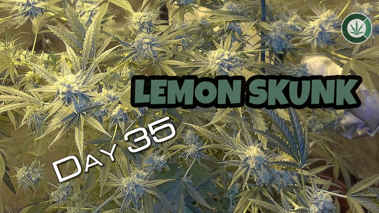 Lemon Skunk Day 35 Flower