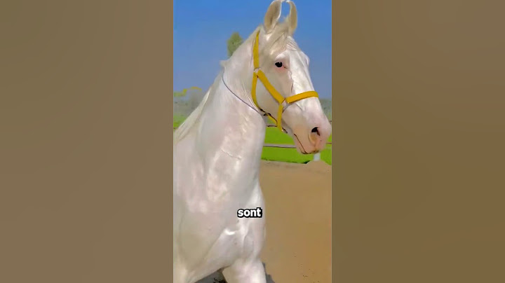 Le Plus Beau Cheval Du Monde