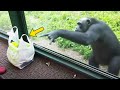 Chimp Keeps Pointing At Visitor’s Backpack, Then Zookeeper Finds Out Why
