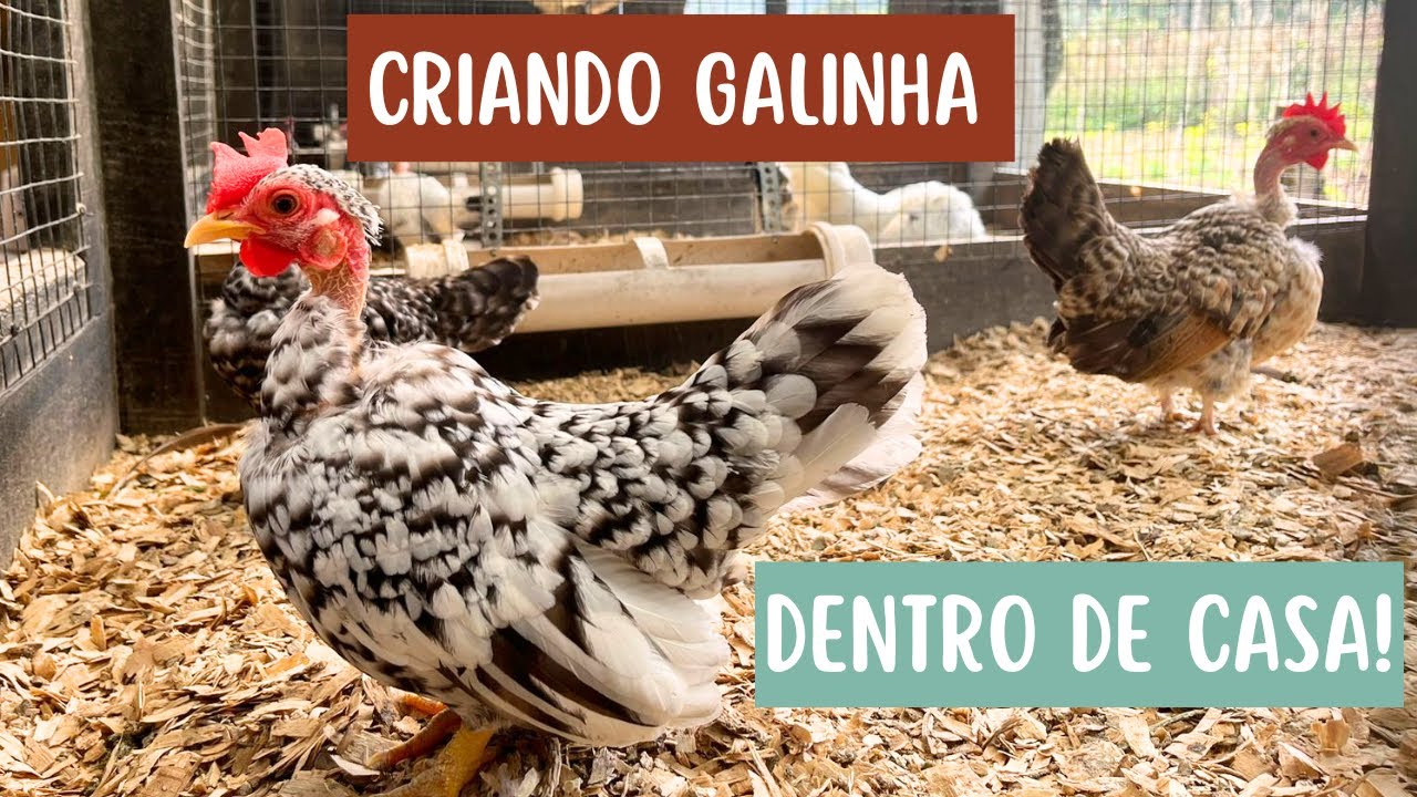 Gravamos toda a nossa criação! | Coração Campeiro