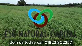 What is Miscanthus?