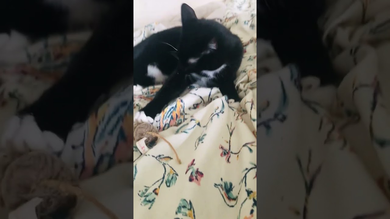 Mr whiskers don’t look back 