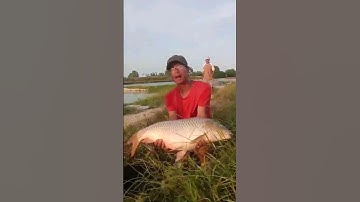 cận cảnh cá chép 20kg hút mồi #shorts #viral #video #trending #funny #fishing #nofficial