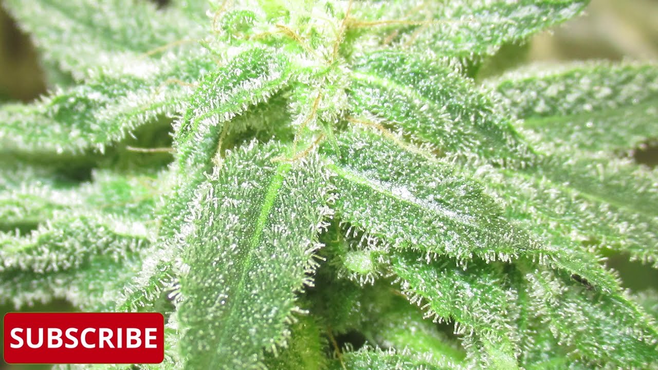 INDOOR WEED/CANNABIS GROW-FLOWER ROOM 2020