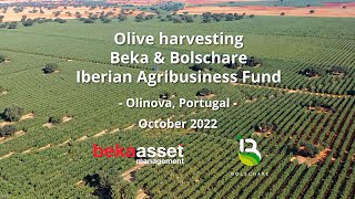 Download Lagu Beka \u0026 Bolschare Iberian Agribusiness Fund - Olive harvest at Olinova, Portugal MP3 Download Lagu Beka \u0026 Bolschare Iberian Agribusiness Fund - Olive harvest at Olinova, Portugal MP3