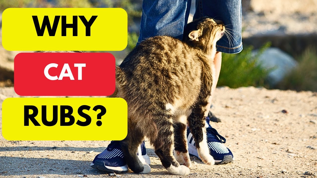 Why Cat Rubs Against You The Secret Meaning Behind This Adorable Habit why-cat-rubs-against-you-the-secret-meaning-behind-this-adorable-habit