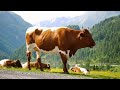 рџ Borana Traditional Song Rendil At Iresaboru Laff Athe Galma By Shukri Gurra вњ вњ SUBSCRIBE рџ Borana Traditional Song Rendil At Iresaboru Laff Athe Galma By Shukri Gurra вњ вњ SUBSCRIBE