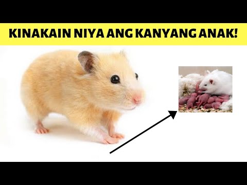 Video: Bakit Kinakain Ng Mga Daga Ang Mga Anak?