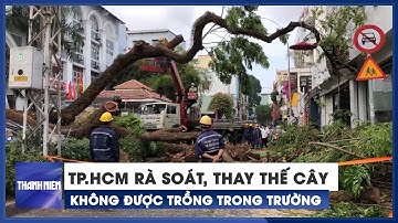 TP.HCM rà soát thay thế cây xanh không được trồng trong trường