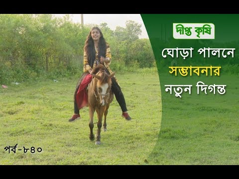 ভিডিও: কিভাবে একটি ঘোড়া শান্ত