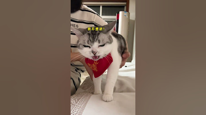 猫:你也没说陪嫁得这么早起啊... #百大萌主摇是真的能学会 #陪嫁猫咪