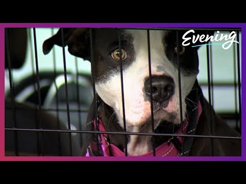 Video: Pet Scoop: geadopteerde hond geretourneerd aan oorspronkelijke eigenaars, 5000 huisdieren aangenomen in 3 staten