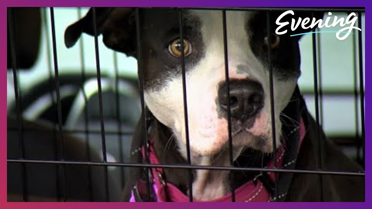 What's up 🐶? 133 pets adopted drive-by style