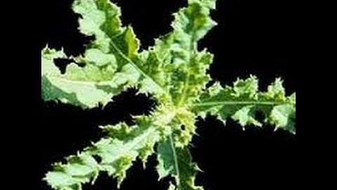 DIY Homemade Weed Killer. 100% Non-Toxic.