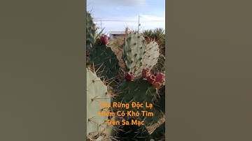 Cây Rừng Độc Lạ Hiếm Có Khó Tìm Trên Sa Mạc l Tây Nguyên Xanh TV.