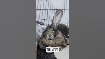 Flemish Giant Rabbit Recognises His Own Name
