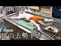 【閲覧注意】猫の去勢手術（モザイクなし）ほぼノーカット編。麻酔から縫合まで（再投稿音声あり）