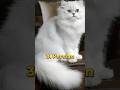 Top 10 most beautiful cat breeds in the world   shorts beautiful cat