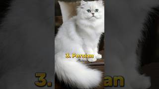 Top 10 Most Beautiful Cat Breeds In The World 