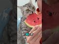 スイカの種を食べても大丈夫