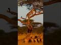 Leopard Escapes Hyenas
