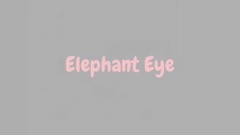 Elephant Eye