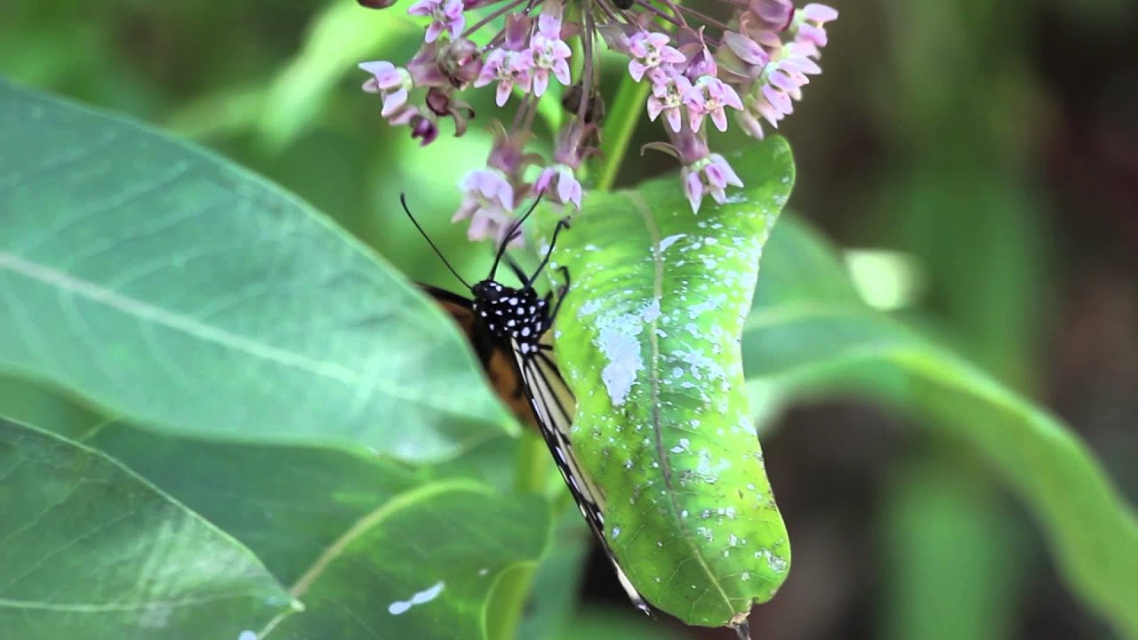 Save the bees and butterflies