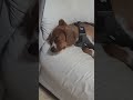 Lazy Cat and Dog