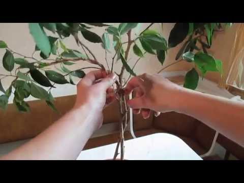 Video: Cómo Trenzar Ficus