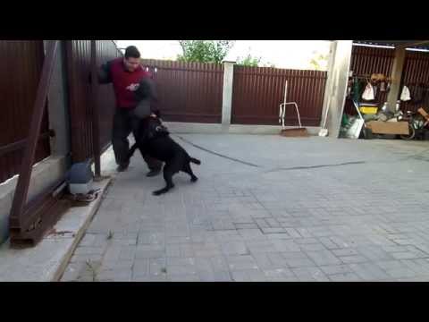 Кане-корсо - Люк - Тренировка 2