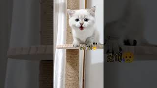 酷小猫是最可爱的 #shorts #30133 #shorts