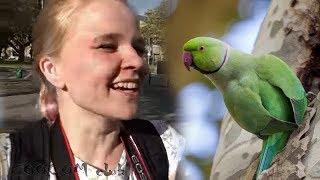 Дикие немецкие.. Попугаи? Дюссельдорф. Дикие немецкие.. Попугаи? Дюссельдорф.