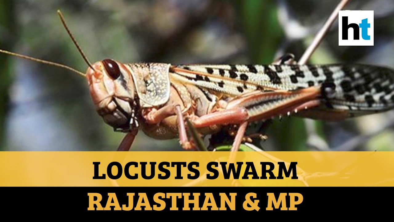 Watch Cropeating locusts wreak havoc in Rajasthan & MP YouTube
