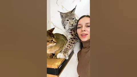 Ревнующая рысь 😽