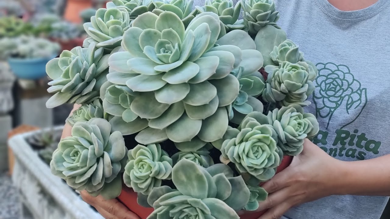 40 SUCULENTAS Proliferas, Fácil Propagação, para seu cultivo. Vendas pelo site ou WhatsApp.