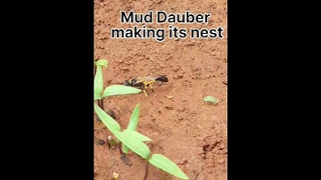 Mud Dauber making its nest.. Natural architects